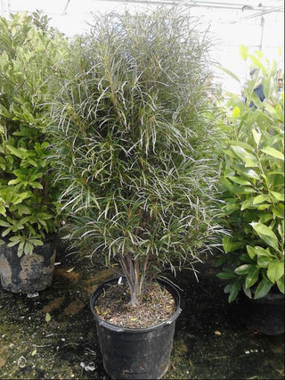 Fine Line® Buckthorn (Rhamnus frangula 'Ron Williams') - 3 gallon 24"