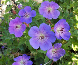 Rozanne™ Cranebill (Geranium x 'Rozanne') - 1 gallon