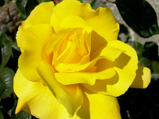 Golden Showers™ Climbing Rose (Rosa CL 'Golden Showers') - 3 gallon