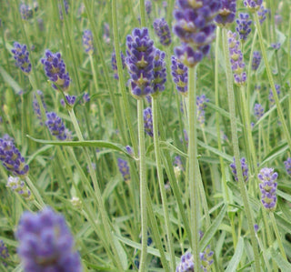Provence Lavender (Lavandula x 'Provence') - half gallon
