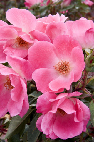 Pink Knock Out® Rose (Rosa K.O 'Radcon') - 1 gallon