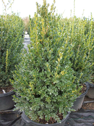 Green Mountain Boxwood (Buxus microphylla 'Green Mountain') - 1 gallon 10"