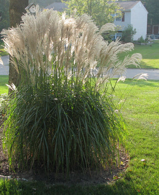 Gracillimus Maiden Grass (Miscanthus sinensis 'Gracillimus') - 1 gallon