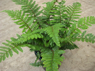 Tassel Fern (Polystichum polyblepharum 'Tassel') - 1 gallon