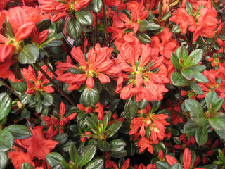 Stewartstonian Azalea (Azalea x 'Stewartstonian') - 1 gallon