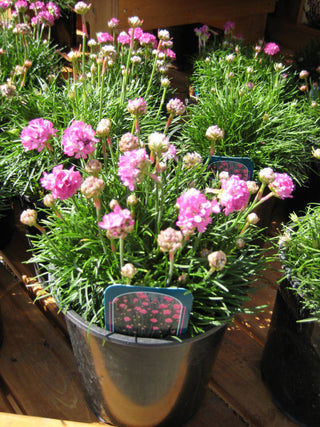 Splendens Sea Thrift (Armeria maritima 'Splendens') - 1 gallon
