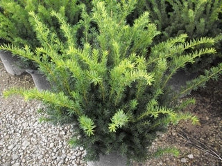 Densiformis Yew (Taxus x media 'Densiformis') - 3 gallon 12-15"