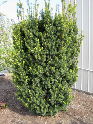Hick's  Yew (Taxus x media 'Hicksii') - 3 gallon 15"