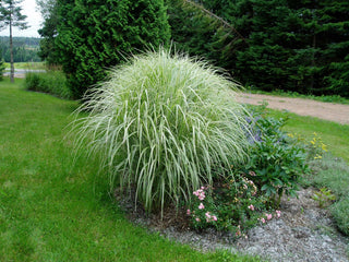 Variegated Maiden Grass (Miscanthus sinensis 'Variegata') - 3 gallon