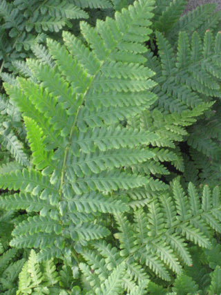 Ostrich Fern (Matteuccia struthiopteris 'Ostrich') - 1 gallon