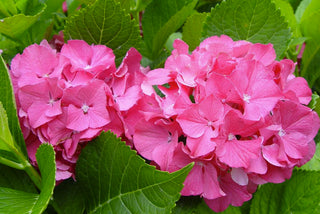 Color Fantasy® Hydrangea (Hydrangea macrophylla 'Color Fantasy') - 1 gallon