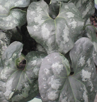 Chinese Wild Ginger (Asarum splendens) - 1 gallon