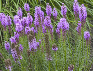 Gay Feather/Blazing Star (Liatris spicata) - 1 gallon