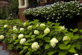 Blushing Bride® Hydrangea (Hydrangea macrophylla 'Blushing Bride') - 3 gallon