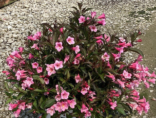 Sonic Bloom® Wine Weigela (Weigela sonic 'Bloom Wine') - 1 gallon