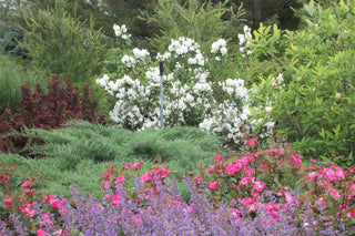 Snow White™ Mockorange (Philadelphus 'Snow Snowwhite Sensation') - 3 gallon 18"
