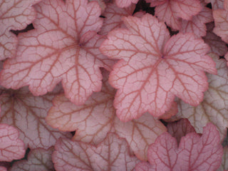 Georgia Peach Coral Bells (Heuchera georgia 'Georgia Peach') - 1 gallon