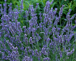 Grosso Lavender (Lavandula x intermedia 'Grosso') - half gallon