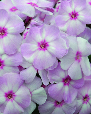 Cotton Candy™ Phlox (Phlox paniculata 'Ditomfav') - 1 gallon