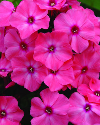Coral Crème Drop™ Phlox (Phlox paniculata 'Ditomdre') - 1 gallon