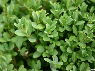 Green Gem Boxwood (Buxus microphylla 'Green Gem') - 2 gallon 12"