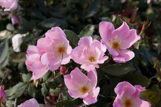 Blushing Knock Out® Rose (Rosa K.O 'Radyod') - QT