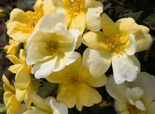 Sunny Knock Out® Rose (Rosa K.O 'Radsunny') - QT