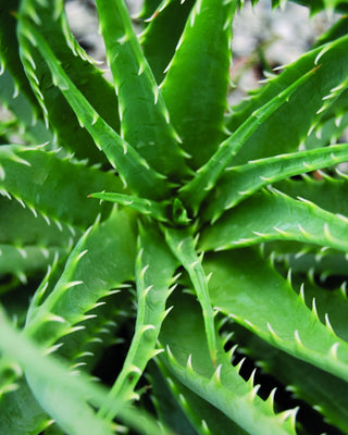 Aloe Hedgehog (Aloe humilis 'Hedgehog') - 1 gallon