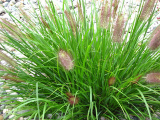 Red Head Fountain Grass (Pennisetum alopecuroides 'Red Head') - 1 gallon