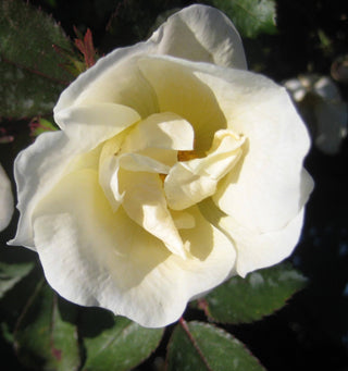 White Knock Out® Rose (Rosa K.O 'Radwhite') - 3 gallon