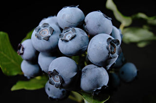 Northland Northern Highbush Blueberry (Vaccinium northland 'Northland') - 1 gallon