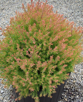 Fire Chief™ Arborvitae (Thuja occidentalis 'Congabe') - 3 gallon 12"