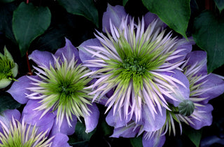 Crystal Fountain™ Clematis (Clematis crystal 'Crystal Fountain') - 1 gallon