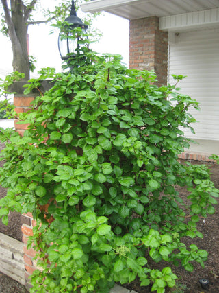 Climbing Hydrangea (Hydrangea 'Petiolaris') - QT