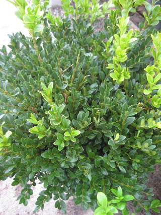 Green Velvet Boxwood (Buxus microphylla 'Green Velvet') - QT