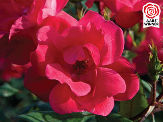 Red Knock Out® Rose (Rosa K.O 'Radrazz') - 2 gallon