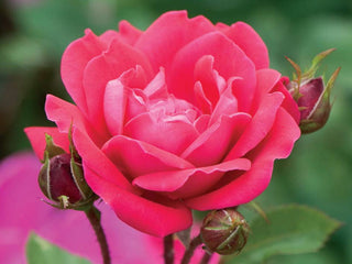Double Red Knock Out® Rose (Rosa x Double Red Knock Out®) - 2 gallon
