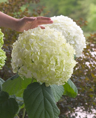 Incrediball® Smooth Hydrangea (Hydrangea arborescens 'Abetwo') - 1 gallon