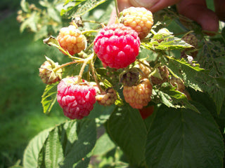 Heritage Everbearing Red Raspberry (Rubus idaeus 'Heritage') - 1 gallon 12"