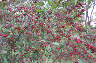 Red Chokeberry (Aronia arbutifolia 'Brilliantissima') - 1 gallon