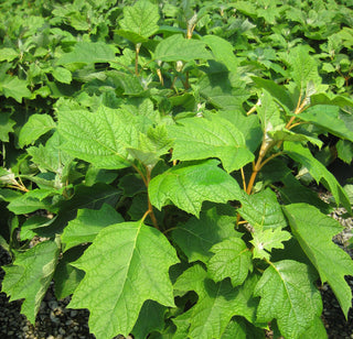 Pee Wee Oakleaf Hydrangea (Hydrangea quercifolia 'Pee Wee') - 2 gallon 10"
