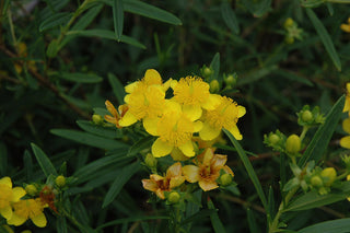 Gemo St. Johnswort (Hypericum kalmianum 'Gemo') - 2 gallon 10"
