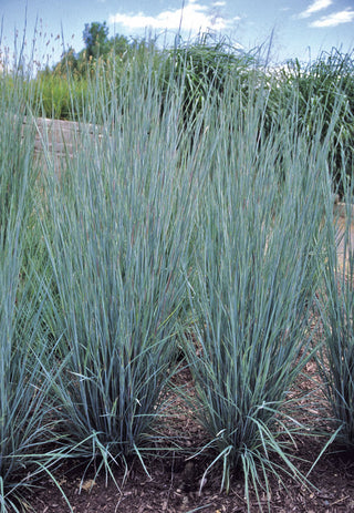 Prairie Blues Little Bluestem (Schizachyrium scoparium 'Prairie Blues') - 2 gallon