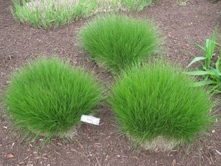 Prairie Dropseed (Sporobolus heterolepis 'Spor. Heterolepis') - 2 gallon