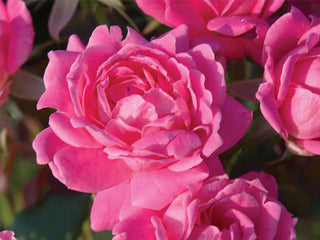 Double Pink Knock Out® Rose (Rosa K.O 'Radtkopink') - 2 gallon