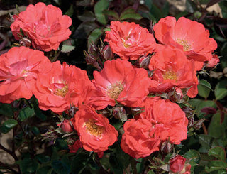Coral Drift® Rose (Rosa 'Drift Meidrifora') - 2 gallon