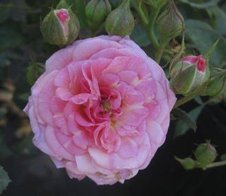 Sweet Drift® Rose (Rosa 'Drift Meiswetdom') - 2 gallon