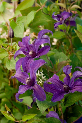 Sapphire Indigo™ Clematis (Clematis sapphire 'Cleminov51') - 1 gallon