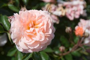 Apricot Drift® Rose (Rosa 'Drift Meimirrote') - 2 gallon