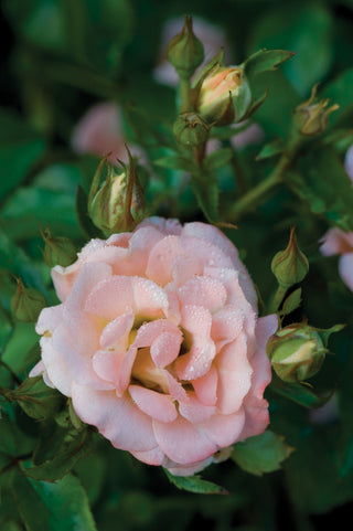 Peach Drift® Rose (Rosa 'Drift Meiggili') - 1 gallon